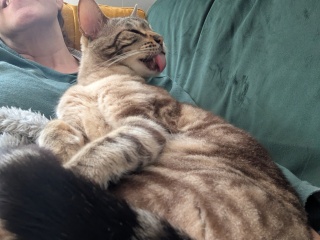 The One after the One where the Excellent Cats posed for a calendar