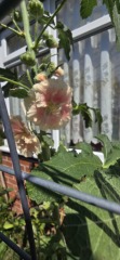 What have you done in the garden today? Part 7