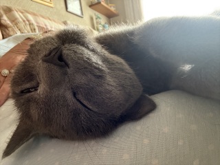 The One after the One where the Excellent Cats posed for a calendar