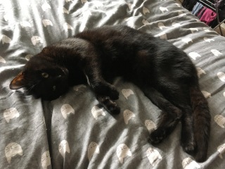 The One after the One where the Excellent Cats posed for a calendar