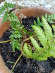 Anyone else planting a jungle/tropical garden?