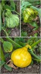 The Vegetable Patch 2024/2025