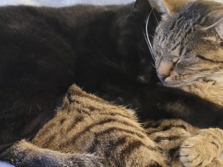 Can I just show you my two foster fails...