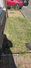 What have you done in the garden today? Part 7