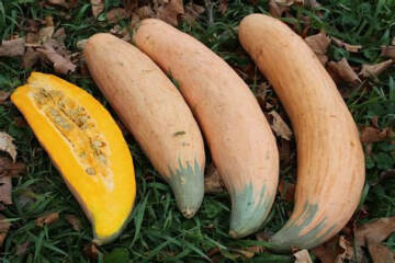 The Vegetable Patch 2024/2025