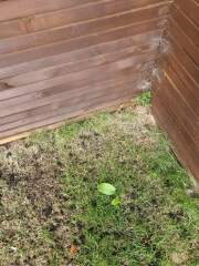 Any grass experts here ?