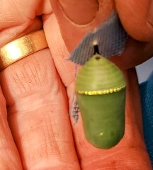 Weeds Have Rights Too !