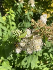 Are these a type of wasp?
