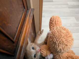 The One after the One where the Excellent Cats posed for a calendar