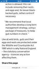 How to deal with bloody gulls?!