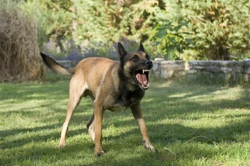 I’m so tired of people with dangerous dogs ruining the park for everyone else.