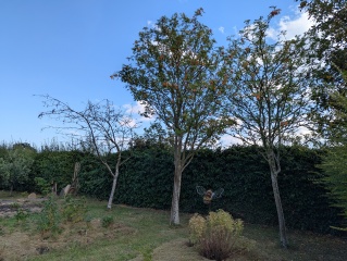 2 out of 4 rowan trees have died - why?