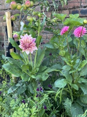 Beware of Sarah Raven