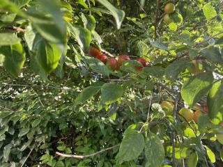 Plum or cherry?