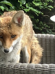 Can we talk about my fox family please?