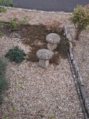 Clover lawn