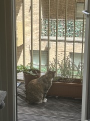 The One after the One where the Excellent Cats posed for a calendar