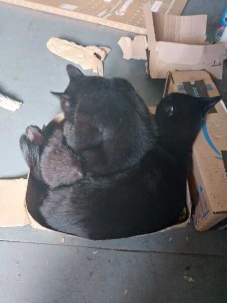 Chicken, Dreamies and Lickelix - the Excellent Cats form a disorderly queue