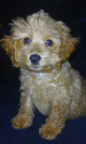 Dog name suggestions welcome…