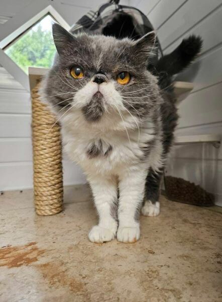 Pampered, Persian, Princess Penelope