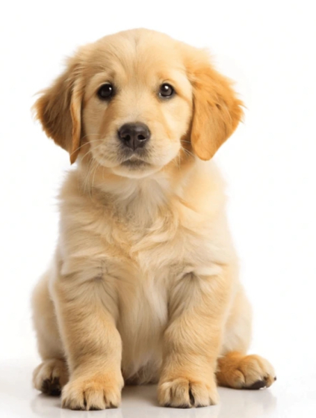 Dogs everywhere!