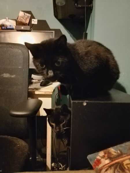 Chicken, Dreamies and Lickelix - the Excellent Cats form a disorderly queue