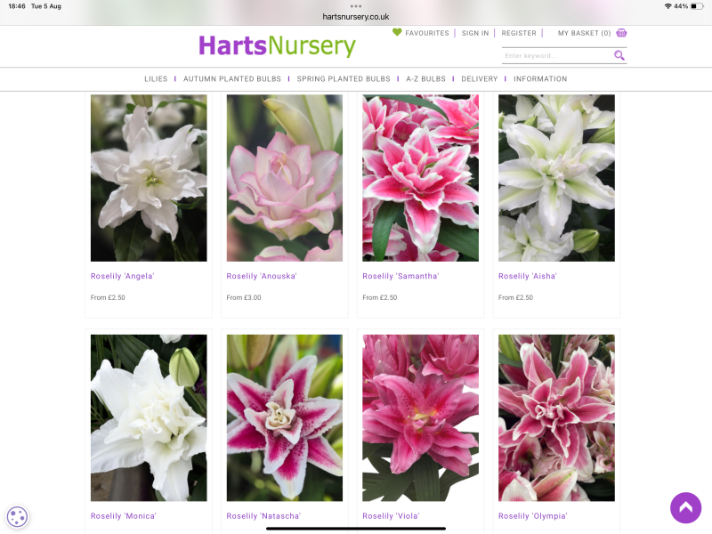 Type of Lily?