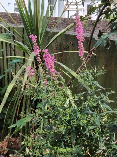 Wildflowers that have self-seeded in my garden