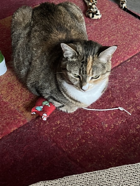Chicken, Dreamies and Lickelix - the Excellent Cats form a disorderly queue