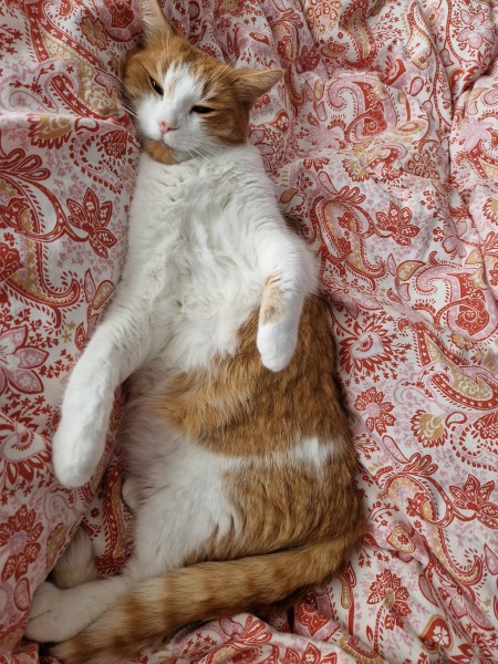 Chicken, Dreamies and Lickelix - the Excellent Cats form a disorderly queue