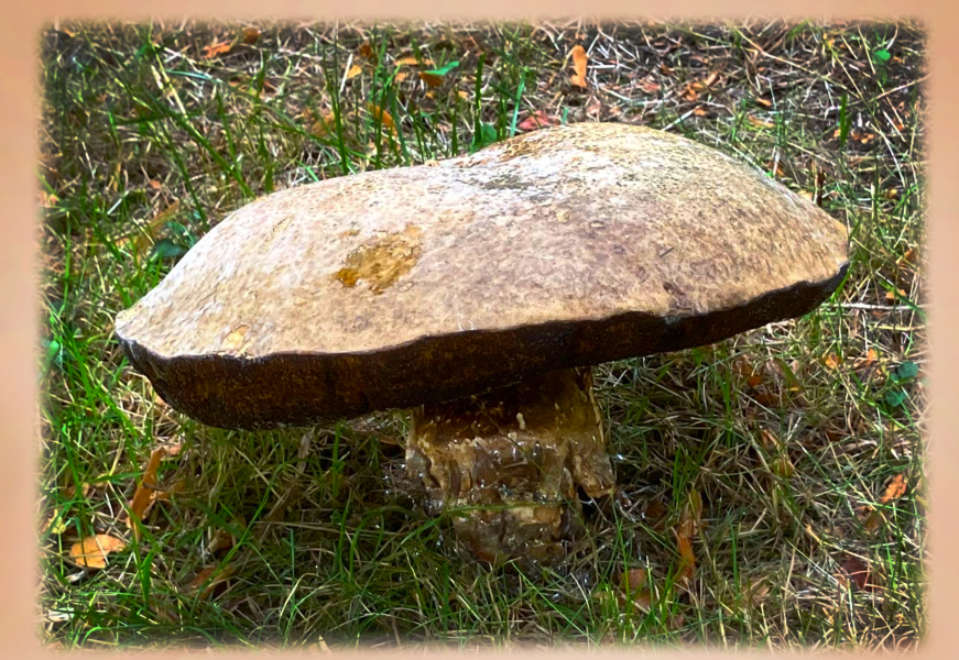 Year round Nigel Slater discussion thread Part 2