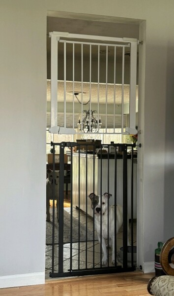 Dog jumping over stair gate- any solutions?