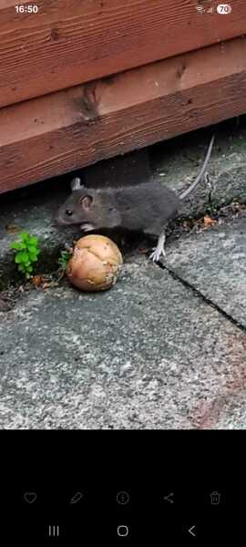 Is this a mouse or a rat?