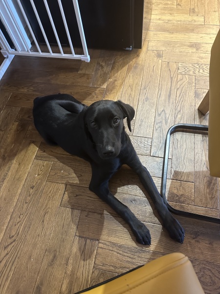 Puppy survival thread! All welcome!