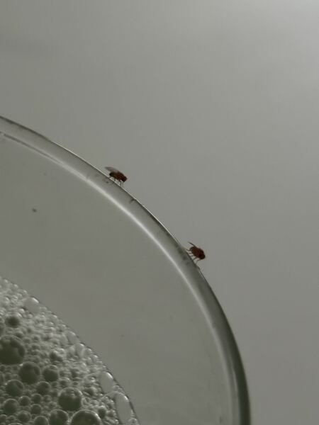 I am overrun with fruit flies and I do t know what else to try!!