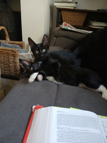 Chicken, Dreamies and Lickelix - the Excellent Cats form a disorderly queue