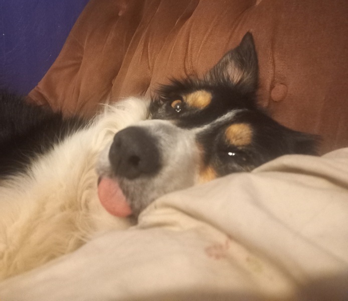 Dogs suddenly everywhere