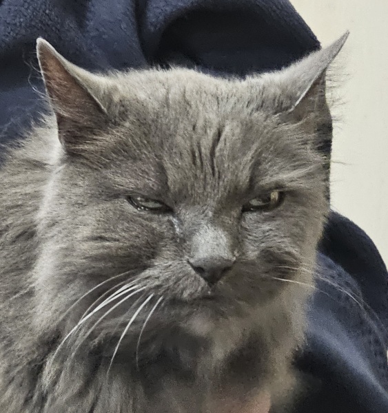 Chicken, Dreamies and Lickelix - the Excellent Cats form a disorderly queue