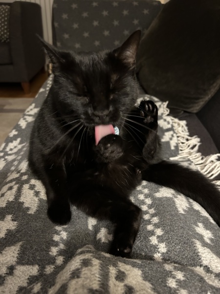 Chicken, Dreamies and Lickelix - the Excellent Cats form a disorderly queue