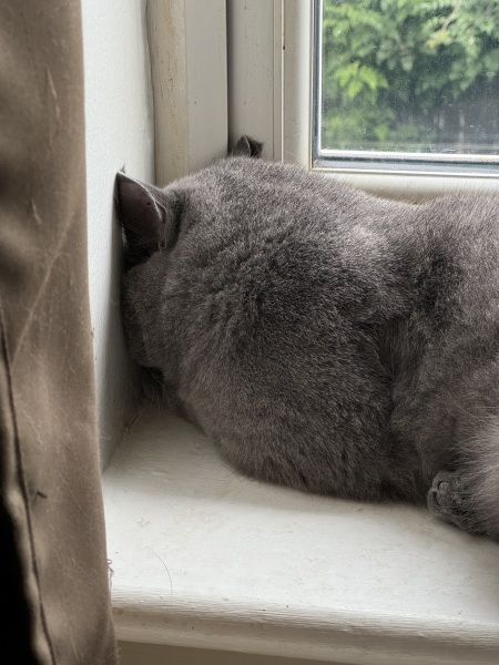 Sent some pictures of my cat to a few friends and they are saying he needs a vet..