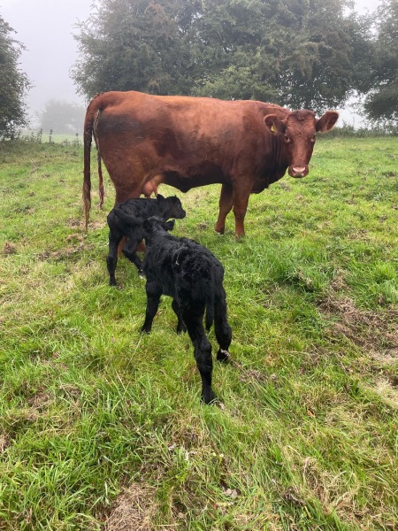 Questions about cows