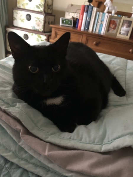 Cats changing sleeping places - where is the new favourite?!