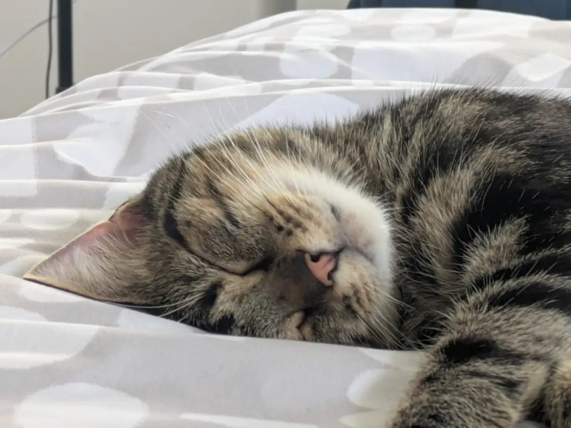 Missing Cat - Any Happy Outcomes?