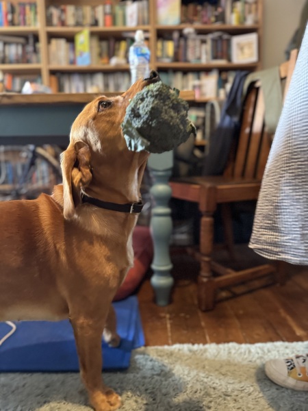 Adolescent Dog Survival Thread - welcome to the teenage wasteland