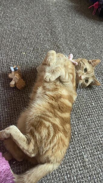 Chicken, Dreamies and Lickelix - the Excellent Cats form a disorderly queue