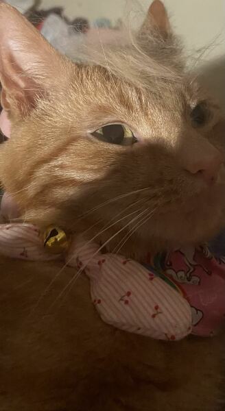 The One after the One where the Excellent Cats posed for a calendar