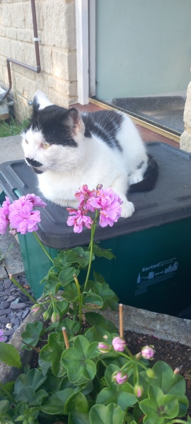 The One after the One where the Excellent Cats posed for a calendar