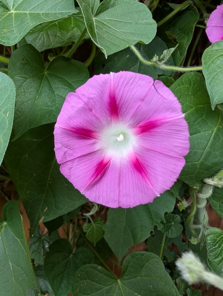 What have you done in the garden today? Part 7