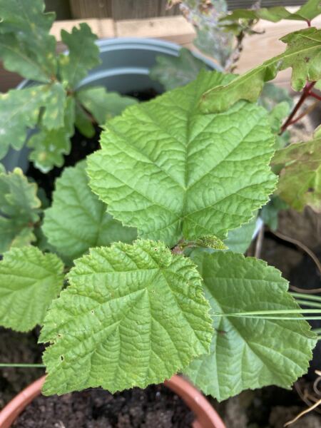 Is this a weed? Should I be pulling it out?