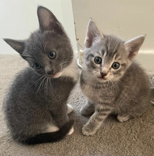 New Kittens Arrival